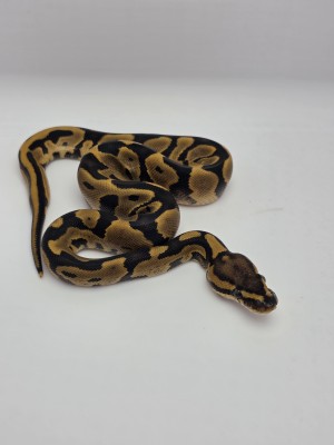 animal image