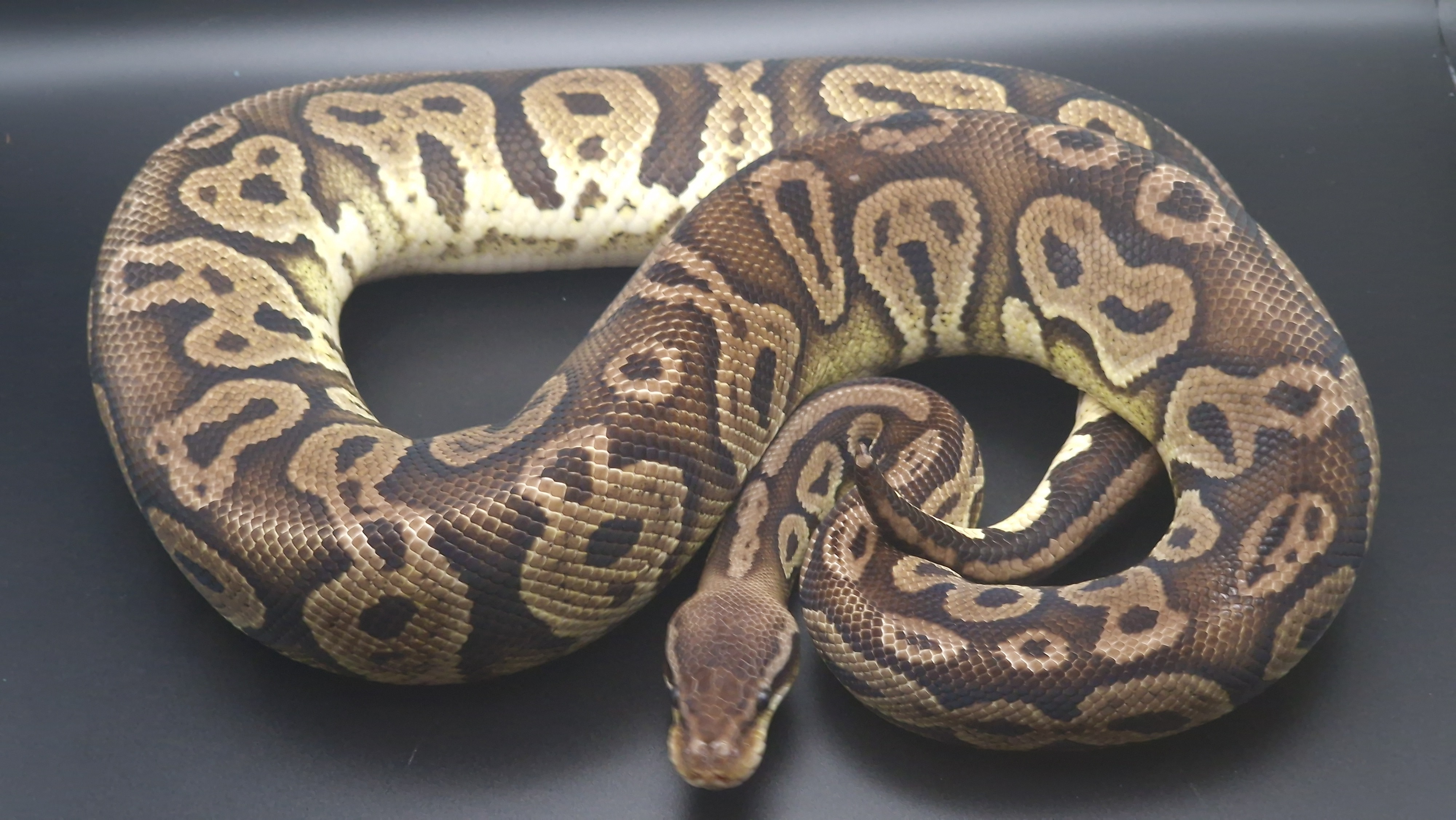 animal image