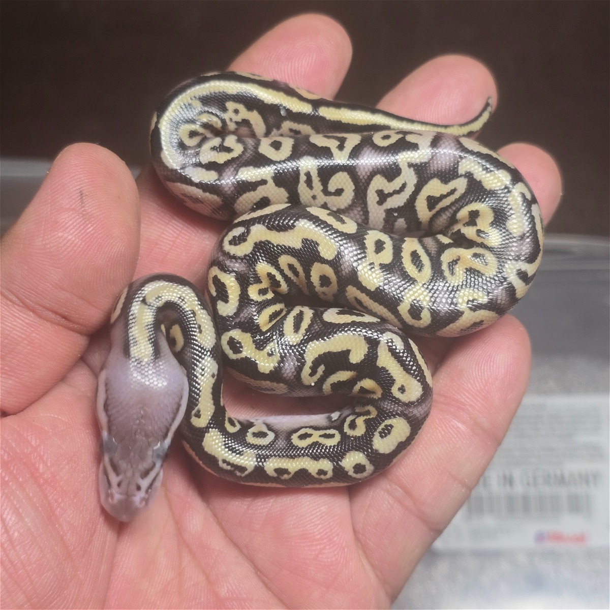 animal image