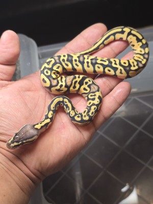 animal image