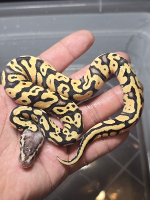 animal image