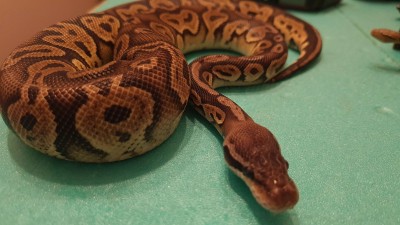 animal image