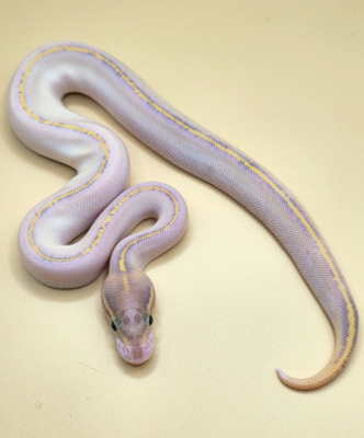 animal image