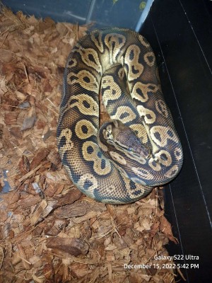 animal image