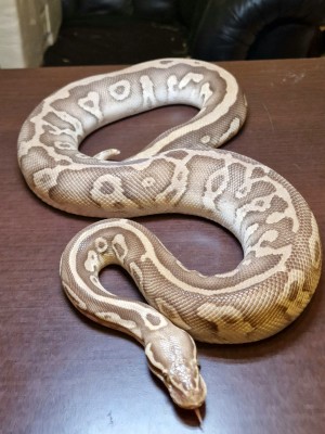animal image