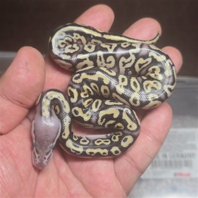 animal image