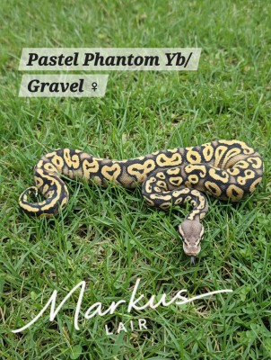 animal image