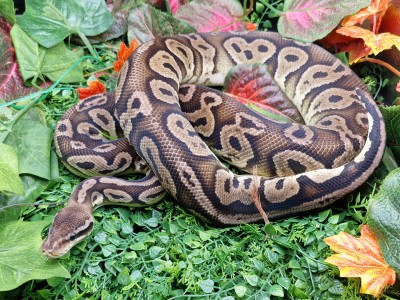 animal image