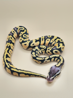 animal image