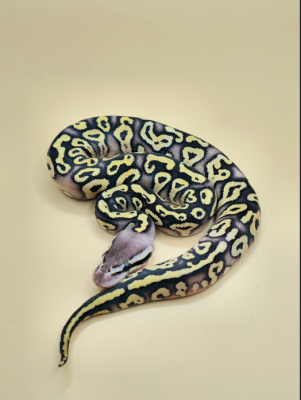 animal image