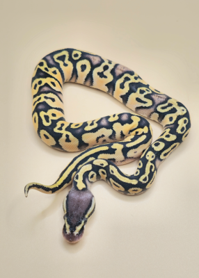 animal image