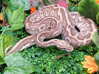 animal image