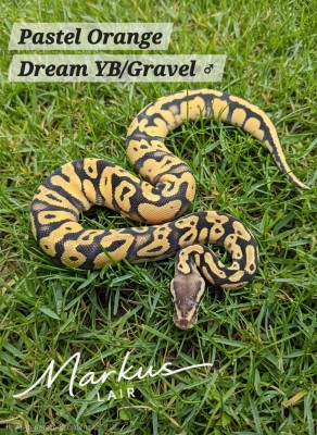 animal image