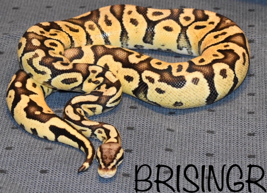 Brisingr