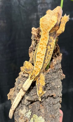 animal image
