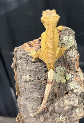 animal image