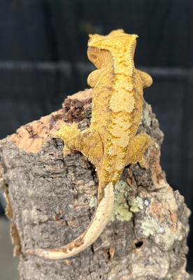 animal image