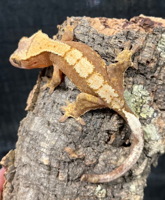 animal image