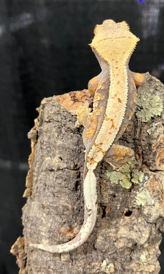 animal image
