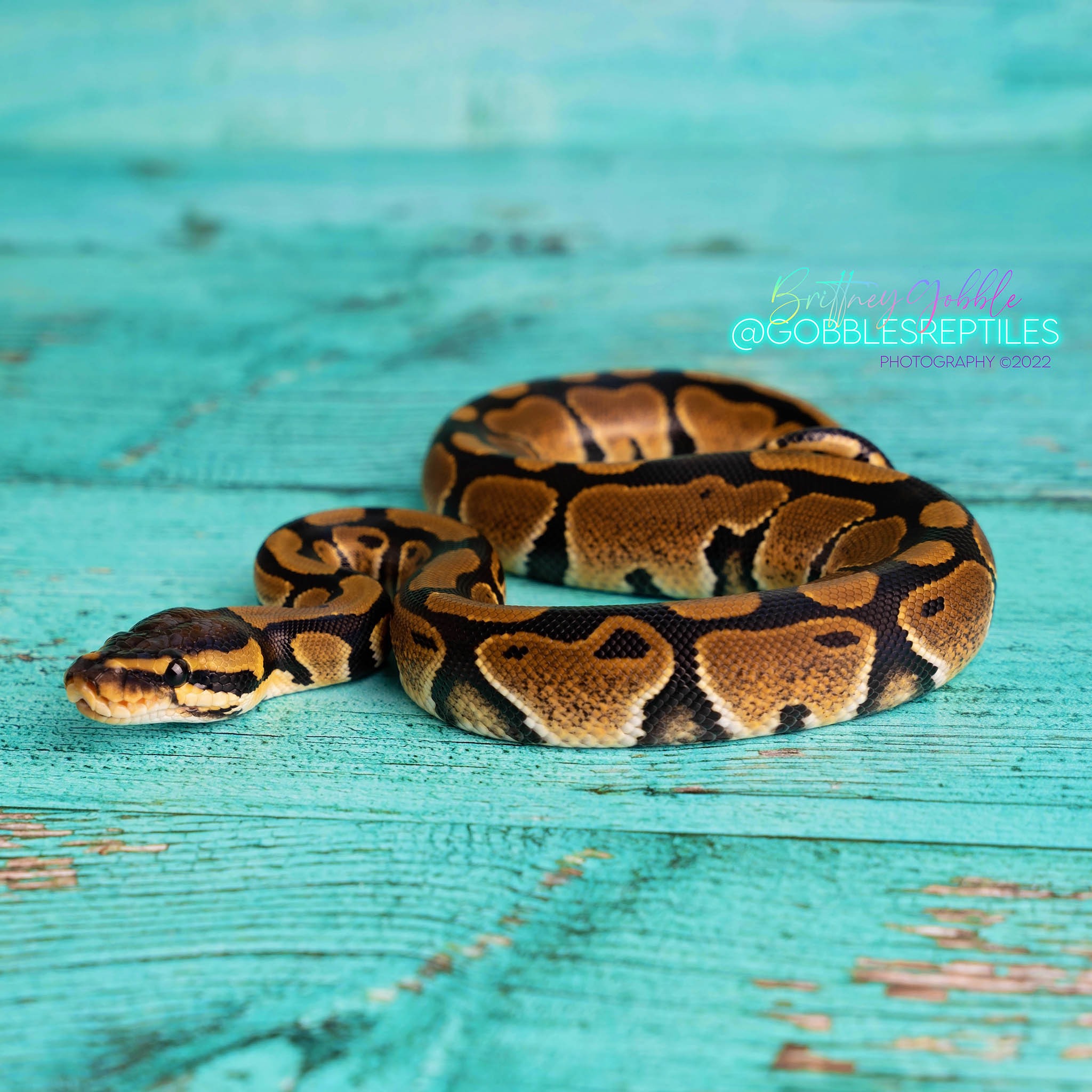 Normal het enhancer het tri-stripe 50% het genetic stripe