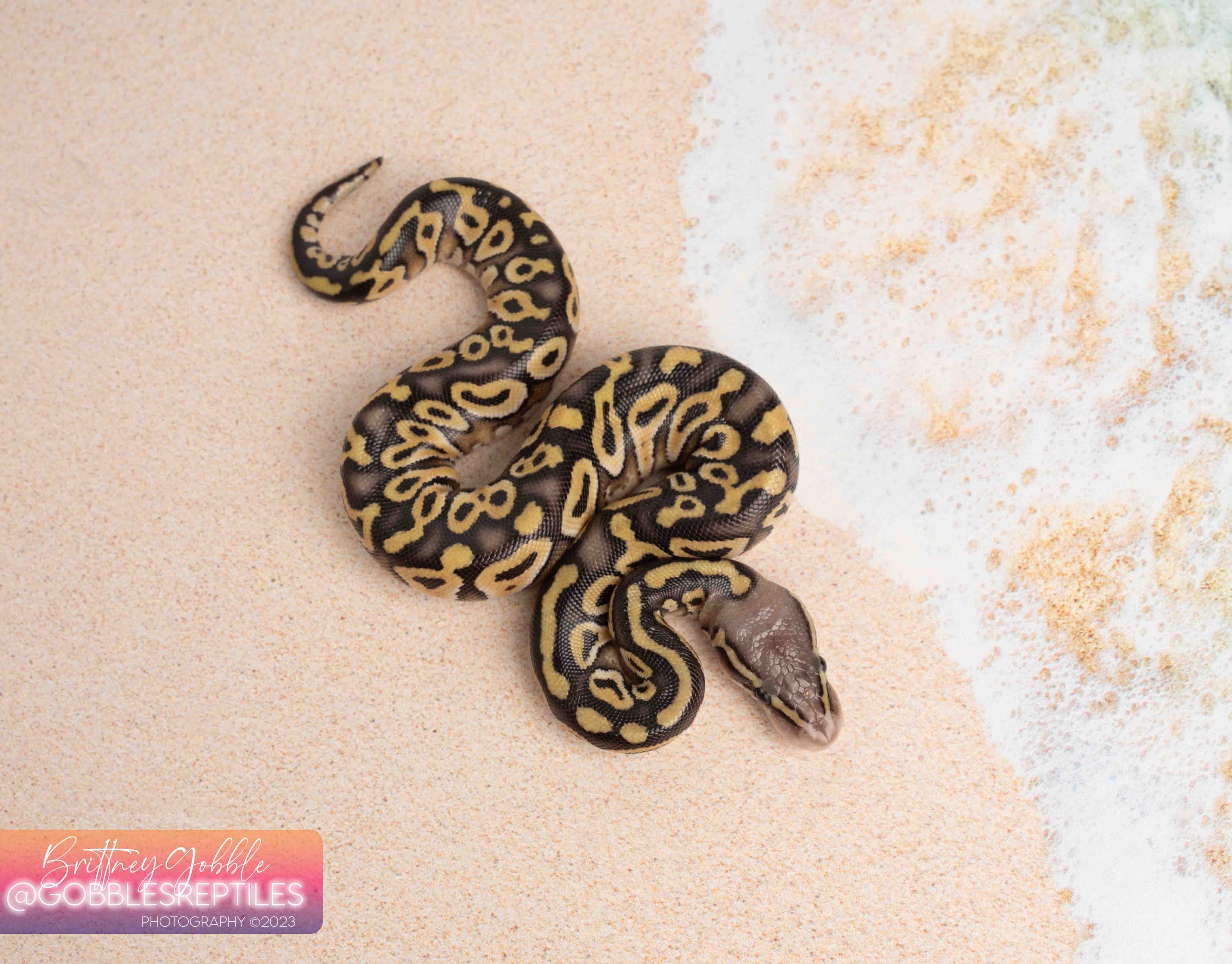 mojave pastel het monsoon