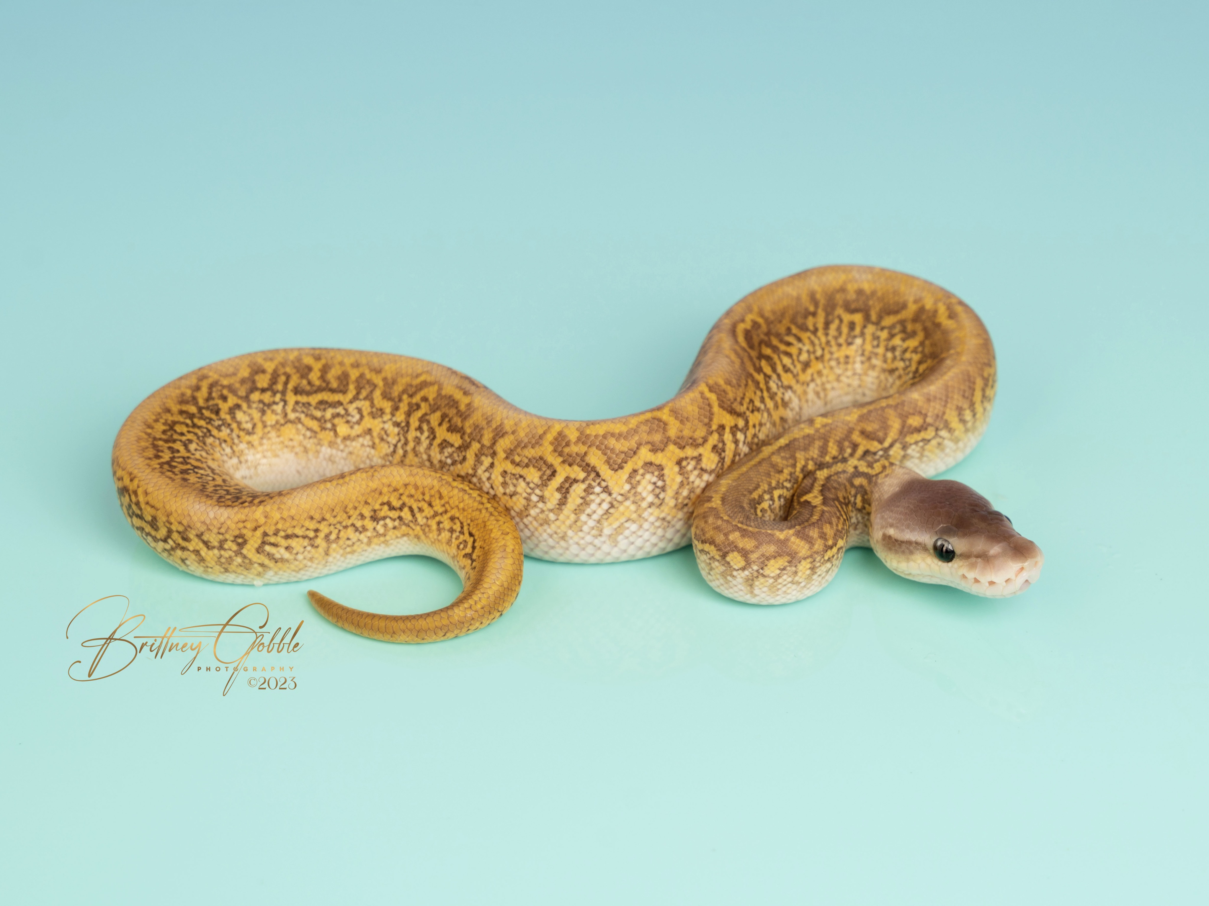 mojave pastel monsoon