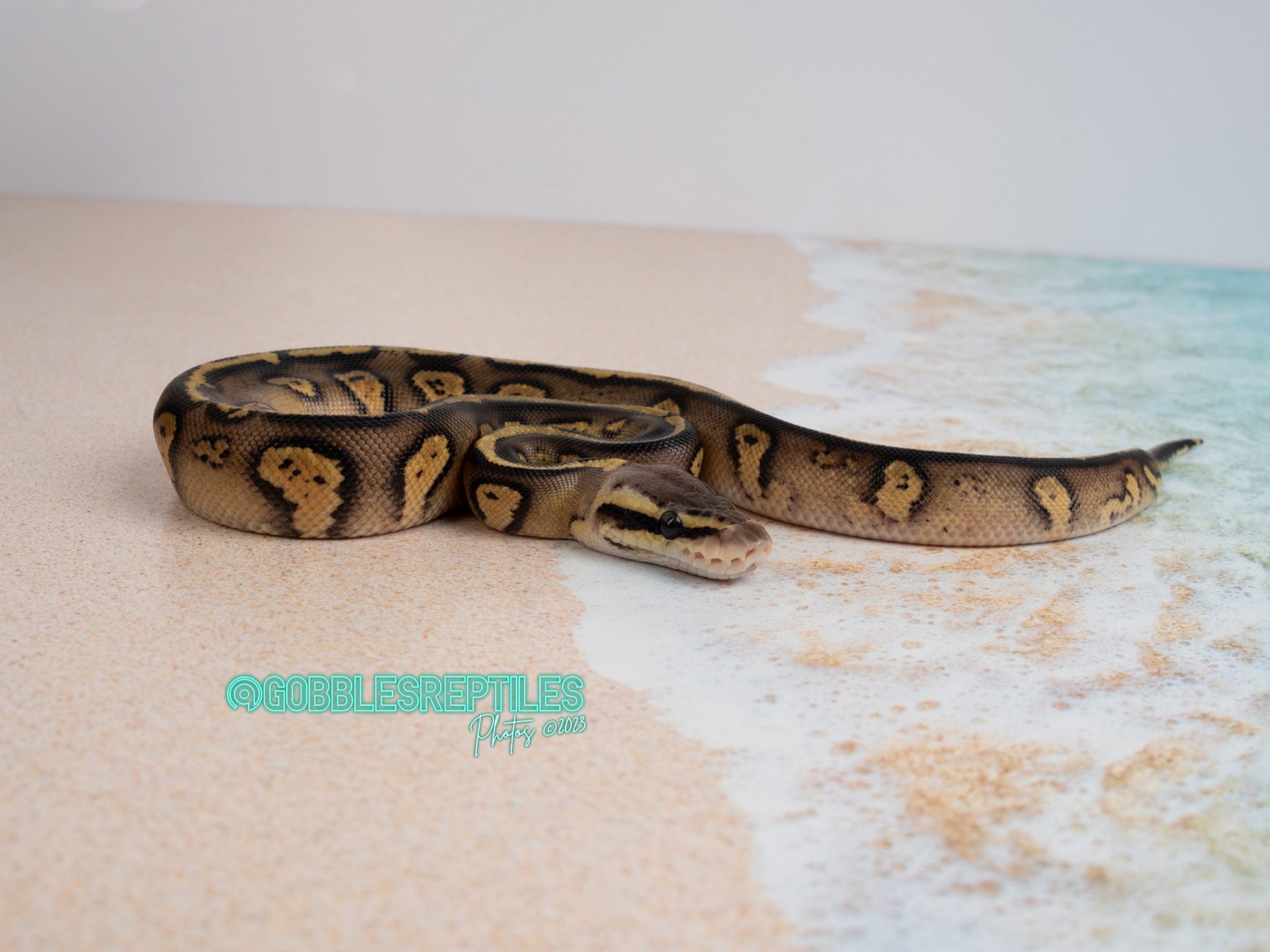  stranger pastel het enhancer 50% het clown 50% het genetic stripe