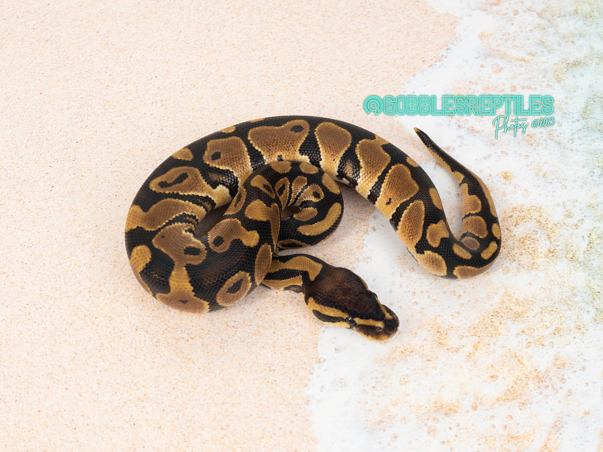 het Axanthic (TSK) het desert ghost het enhancer 50% het genetic stripe