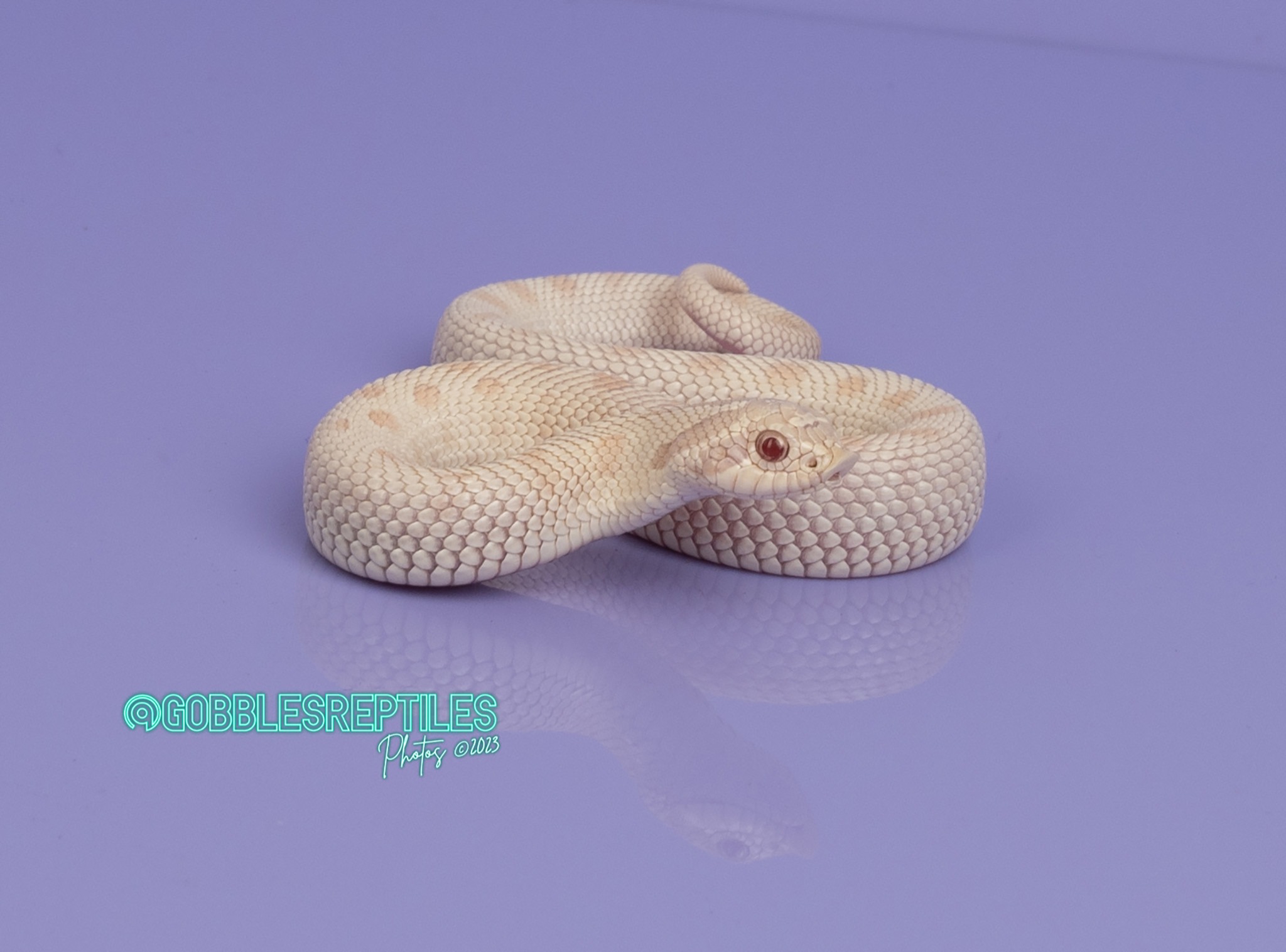 conda albino axanthic