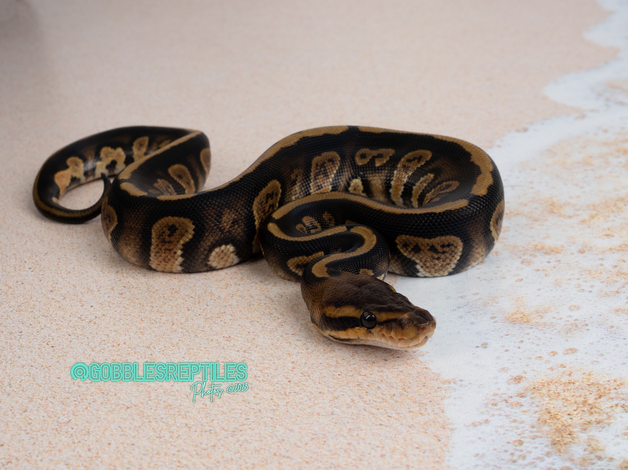 stranger het enhancer 50% het clown 50% het genetic stripe