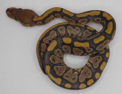 animal image