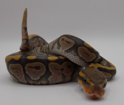 animal image