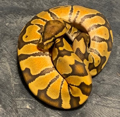 animal image