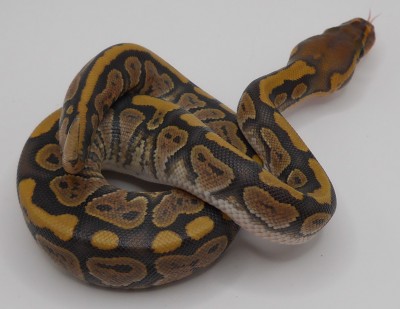 animal image