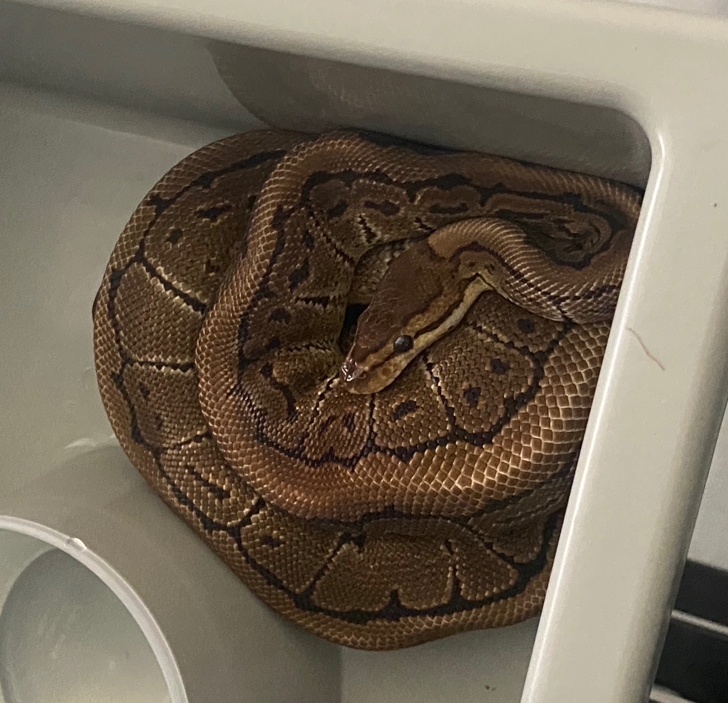 Clyde