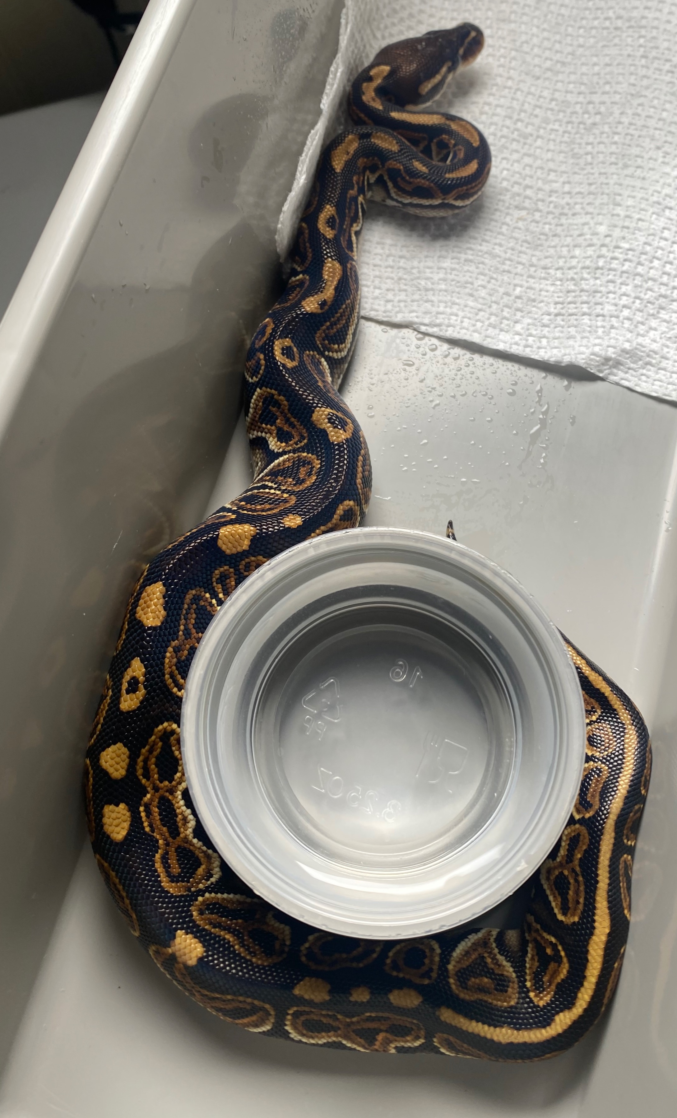 animal image