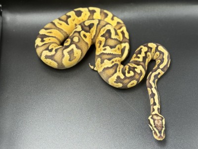 animal image