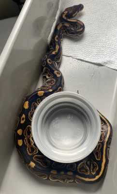animal image