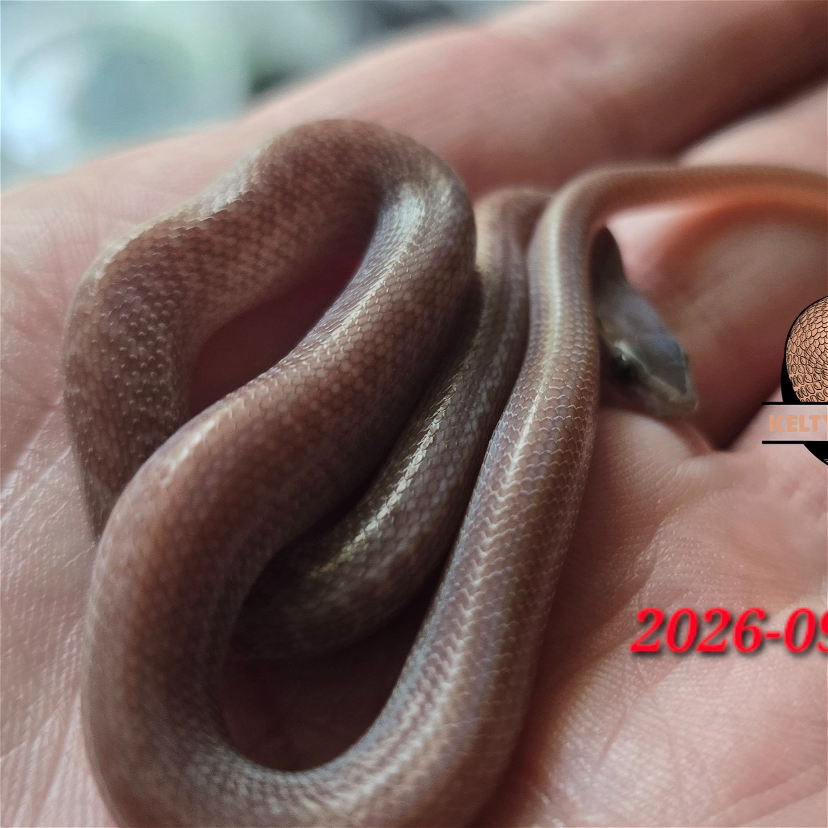 2026-09-02M