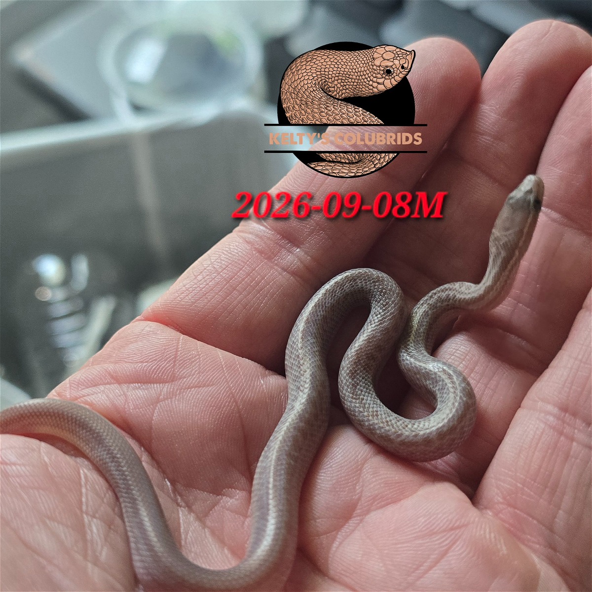 animal image