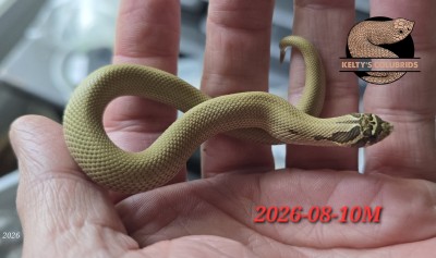 animal image
