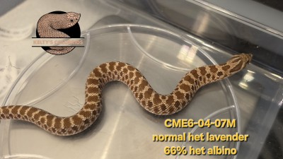 animal image