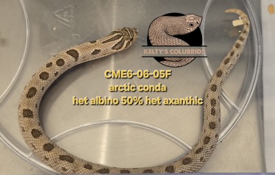 animal image