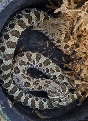 animal image