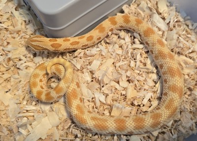 animal image