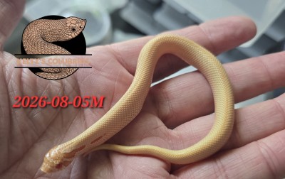 animal image