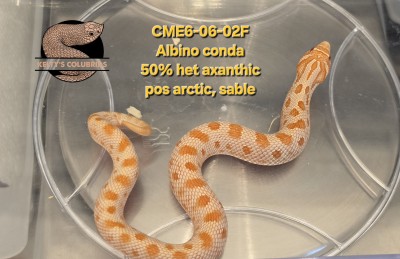 animal image