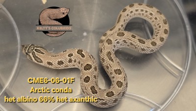 animal image