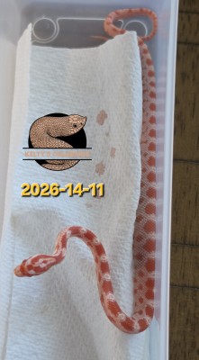 animal image