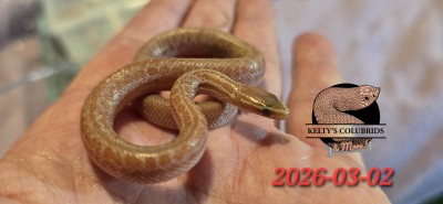animal image